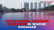 Fenomena Ratusan Ikan...