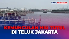 Viral Hiu Tutul Tertangkap...