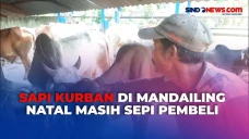 Harga Sapi di Mandailing...