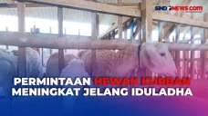Permintaan Hewan Kurban...