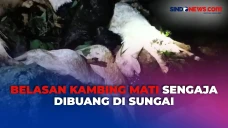 Belasan Kambing Mati...