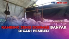 Kambing Jenis Dormas...
