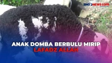 Berbulu Mirip Lafadz...