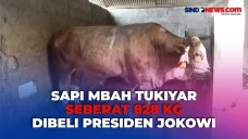 Sapi Simmental Mbah...