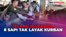 Delapan Sapi Tak Layak...