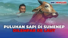 Puluhan Sapi di Sumenep...