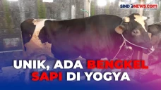 Unik, Ada Bengkel Sapi...