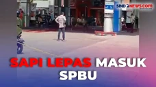 Warga Panik, Sapi Kurban...