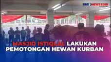 Sapi Kurban dari Jokowi,...