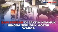 Detik-Detik Sapi Kurban...
