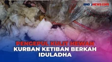 Berkah Iduladha untuk...