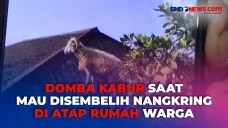 Mau Disembelih, Domba...