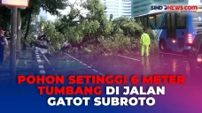 Hujan Deras, Pohon Setinggi...