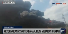 Peternakan Ayam Ludes...