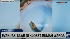 Evakuasi Ular di Temanggung,...