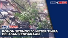 Pohon Setinggi 10 Meter...