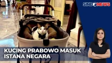 Bobby Kertanegara, Kucing...