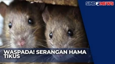 Waspada! Serangan Hama...