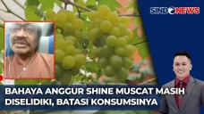 Pestisida Anggur Shine...