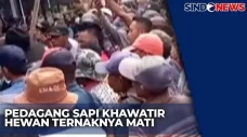 Pedagang Sapi di Bondowoso...