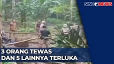 Pohon Timpa Arena Sabung...