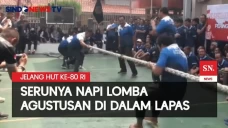 Serunya Napi Lomba Agustusan...
