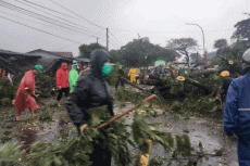 Cuaca Ekstrem, 13 Pohon...