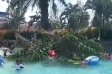 Pohon Sawit Patah di...