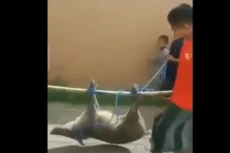 Viral! Video Babi Hutan...