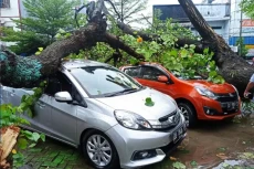 Pohon Tumbang Timpa...