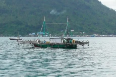 Tangkapan Ikan Dibatasi,...