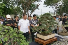 Pameran Bonsai Bulukumba...