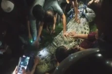 Buaya Berkalung Ban...