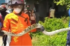 2 Ular Piton Raksasa...