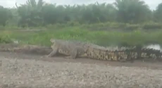 Penampakan Buaya 5 Meter...