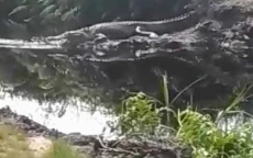 Geger Penampakan Buaya...