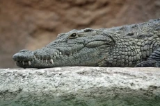 Buaya Tertua di Dunia,...