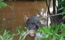 Buaya Monster Berbobot...