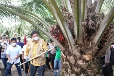 Panen Sawit di Riau,...