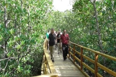 Mangrove Terluas di...