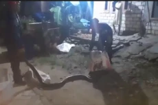 Ngeri! Ular Sanca Besar...