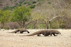 Fakta Unik Pulau Komodo,...