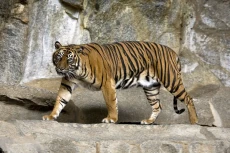 Harimau Sumatera Terkam...