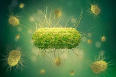 Bahaya Infeksi Salmonella...
