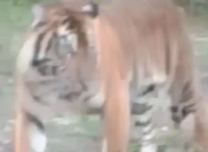 Viral Harimau Kelilingi...