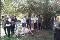 Warga Simalungun Resah...