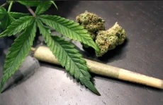 Tanam 37 Pohon Ganja...