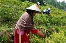 Pegiat Pertanian Asal...