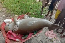 Heboh, Seekor Duyung...