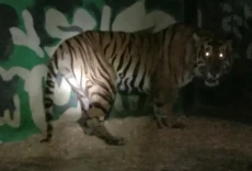 Harimau Sumatera Pemangsa...